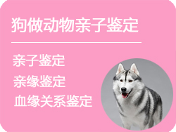 黑龙江狗做动物亲子鉴定