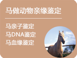 黑龙江马做动物亲缘鉴定