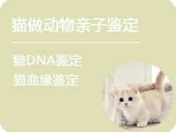 黑龙江猫做动物亲子鉴定