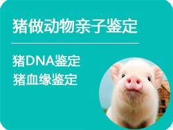 黑龙江猪做动物亲子鉴定